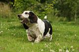 BASSET HOUND 119